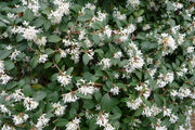 OSMANTHUS OSMAREA BURKWOODII VASO 18CM