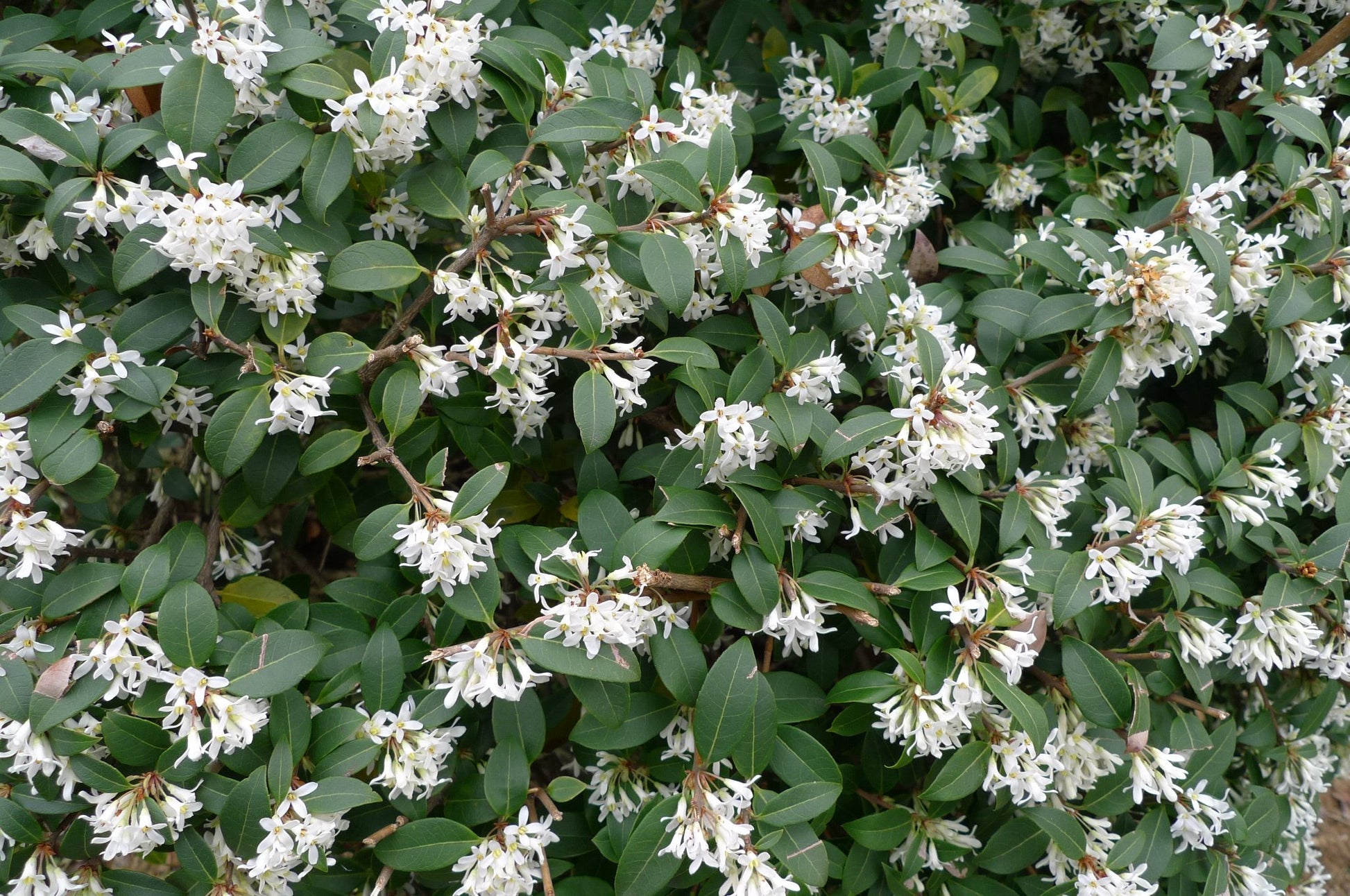 OSMANTHUS OSMAREA BURKWOODII VASO 18CM