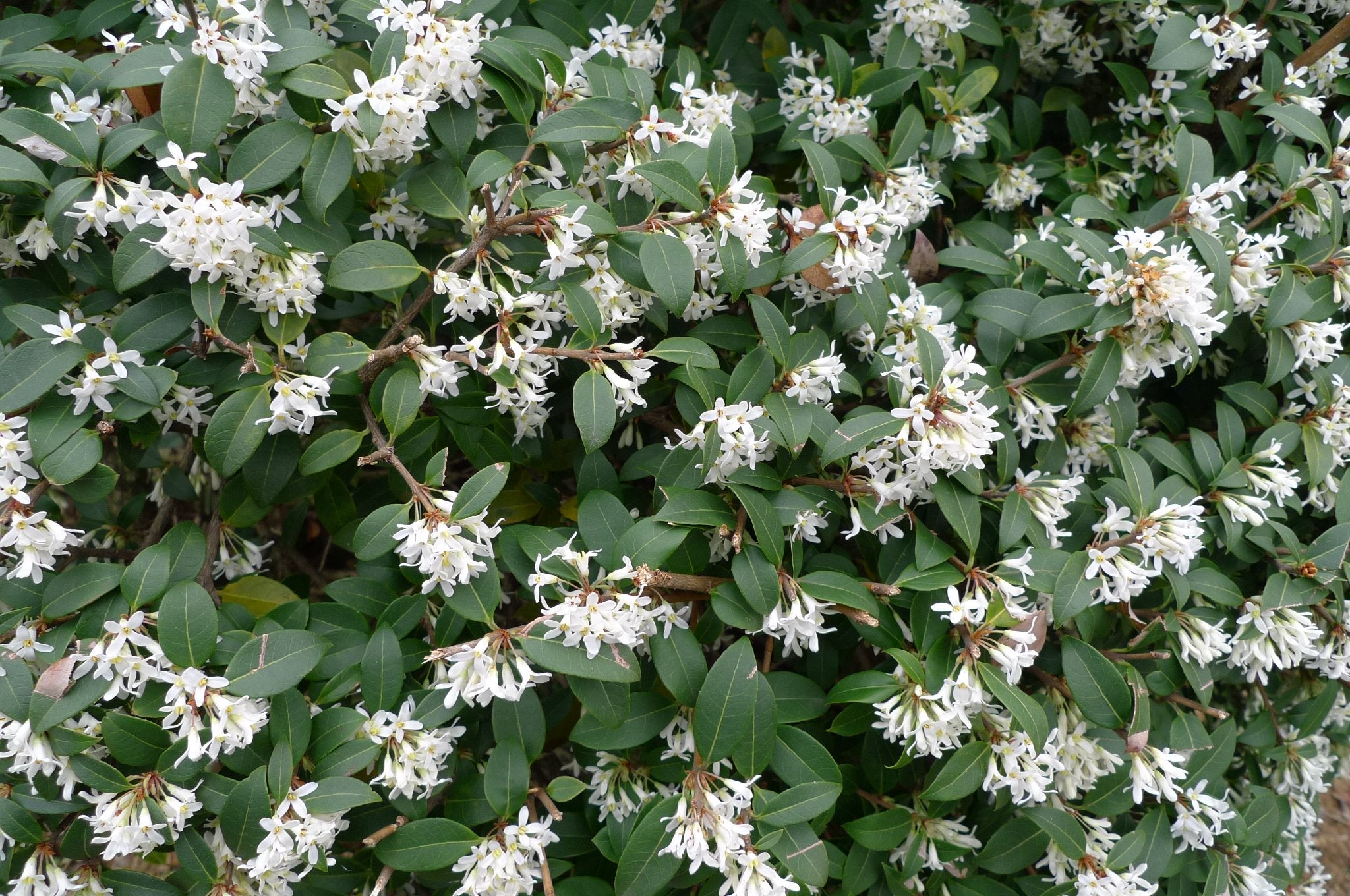 OSMANTHUS OSMAREA BURKWOODII VASO 18CM