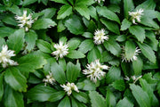 PACHYSANDRA TERMINALIS BOX 6 PIANTE