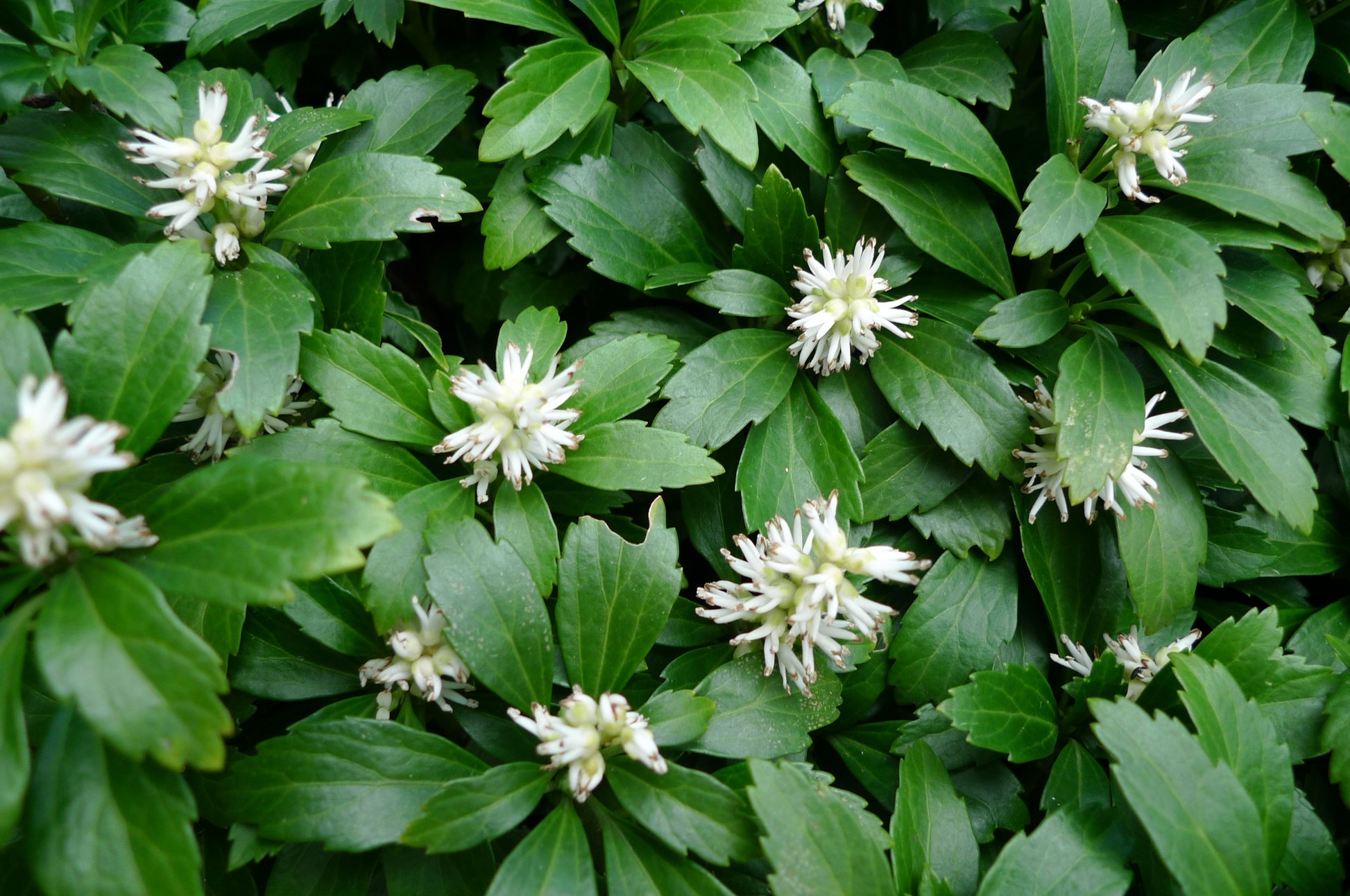 PACHYSANDRA TERMINALIS BOX 6 PIANTE