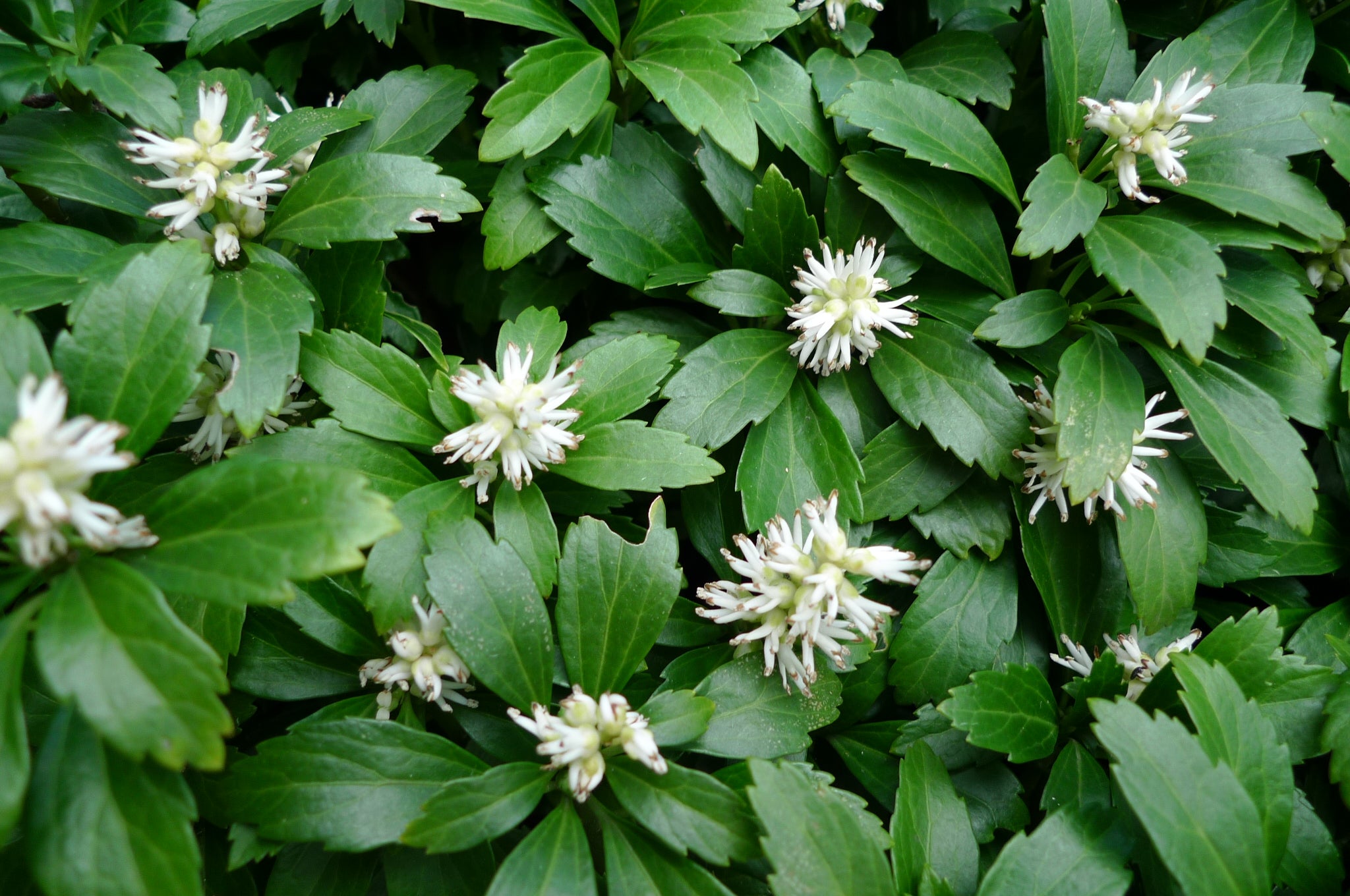 PACHYSANDRA TERMINALIS BOX 6 PIANTE