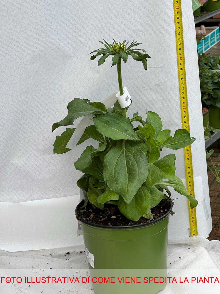 RUDBECKIA HIRTA RUDY DOUBLE ROSE YELLOW IN VASO 18CM