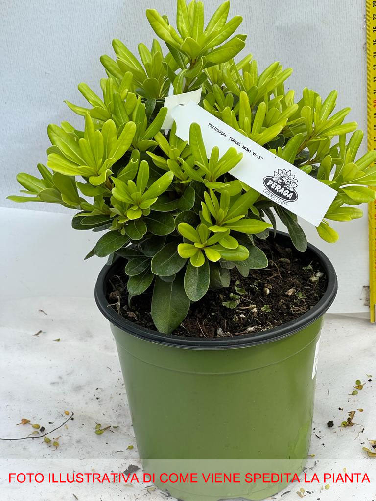 PITTOSPORUM PITTOSPORO TOBIRA VASO 17CM
