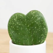 HOYA KERRII SPLASH MINI FIORE DI CERA IN VASO CERAMICO 9CM