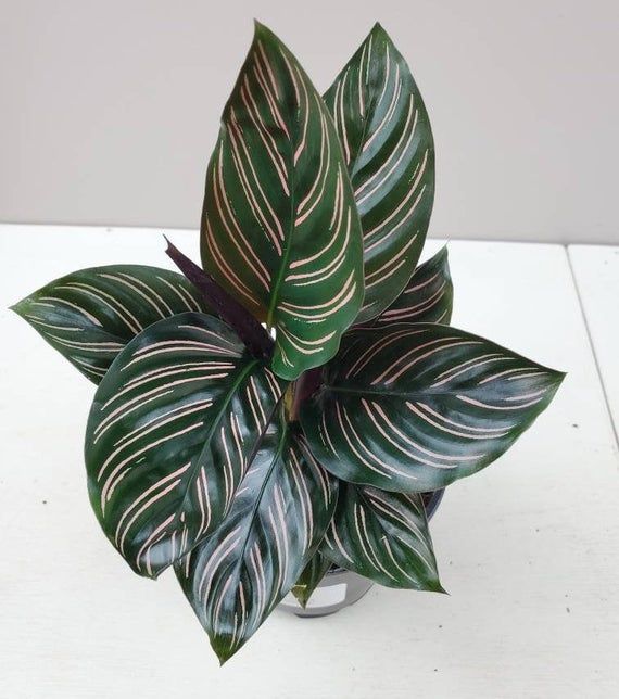 CALATHEA ORNATA IN VASO 14CM