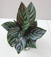CALATHEA ORNATA IN VASO 11CM