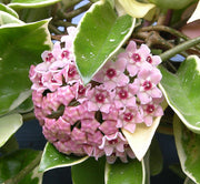HOYA KRIMSON QUEEN FIORE DI CERA VASO 15CM
