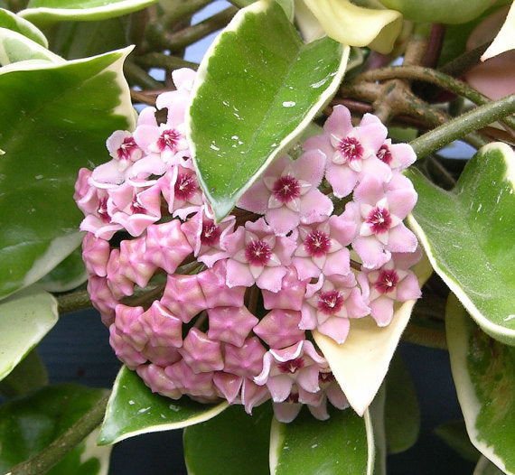 HOYA KRIMSON QUEEN FIORE DI CERA VASO 15CM