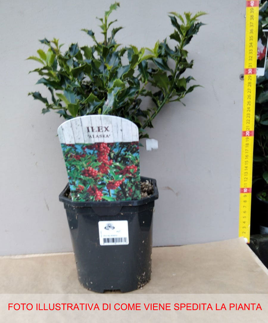 ILEX AGRIFOGLIO AQUIFOLIUM ALASKA VASO 14CM