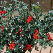 ILEX AGRIFOGLIO MESERVEAE  VASO 12CM