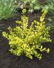 ILEX AGRIFOGLIO GOLDEN GEM VASO 9CM