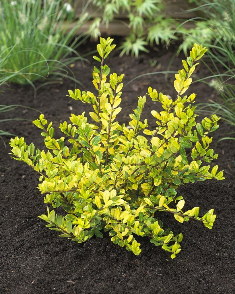 ILEX AGRIFOGLIO GOLDEN GEM VASO 9CM
