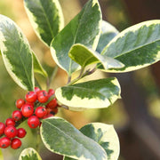 ILEX AGRIFOGLIO GOLDEN KING VASO 17CM