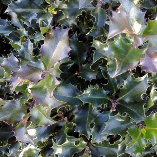 ILEX AGRIFOGLIO MESERVEAE  VASO 12CM