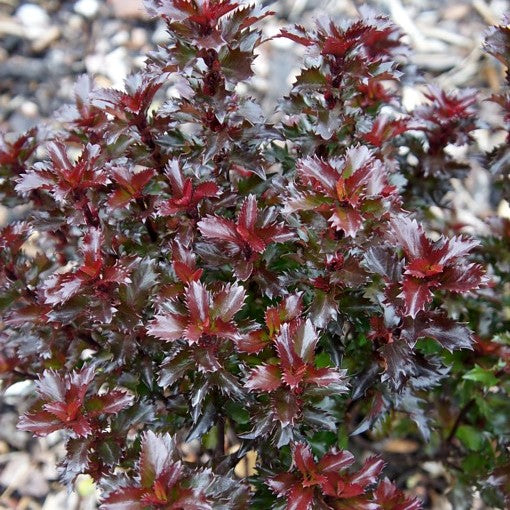 ILEX AGRIFOGLIO LITTLE RASCAL VASO 17CM