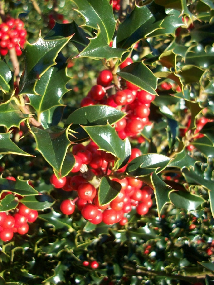ILEX AGRIFOGLIO AQUIFOLIUM ALASKA VASO 14CM