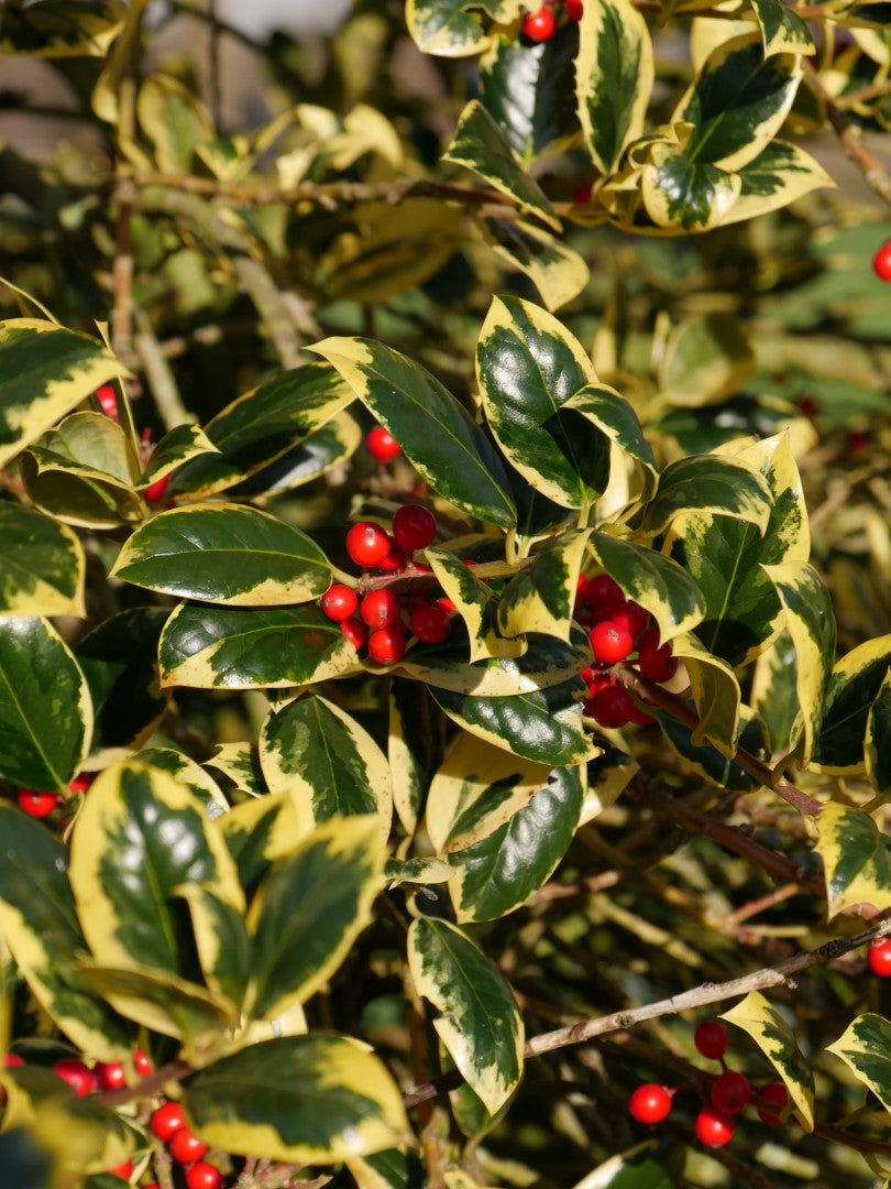 ILEX AGRIFOGLIO GOLDEN KING VASO 24CM