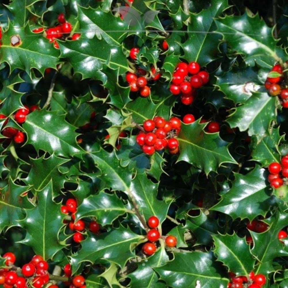 ILEX AGRIFOGLIO BLUE ANGEL VASO 16CM