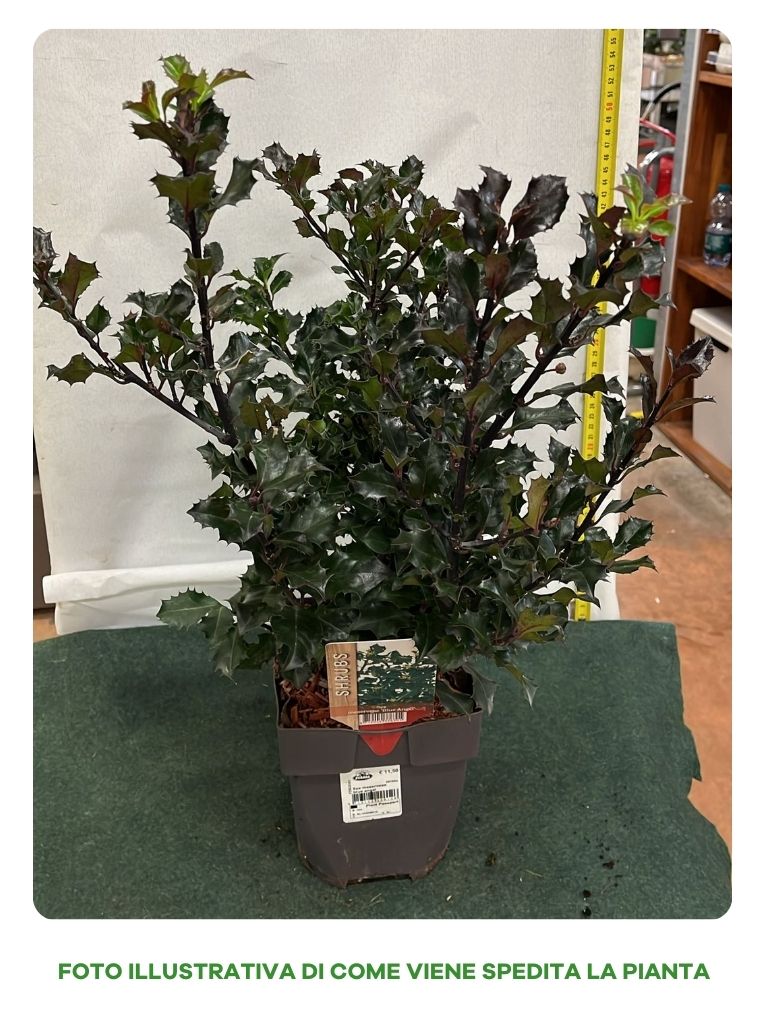 ILEX AGRIFOGLIO BLUE ANGEL VASO 16CM