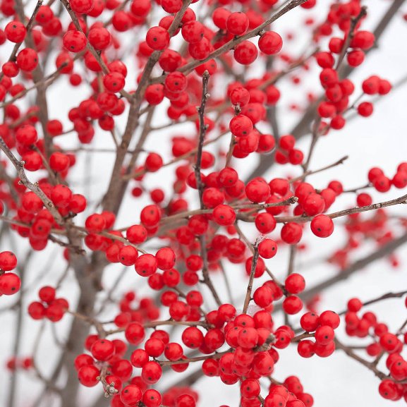 ILEX VERTICILLATA BONFIRE IN VASO DA 17CM
