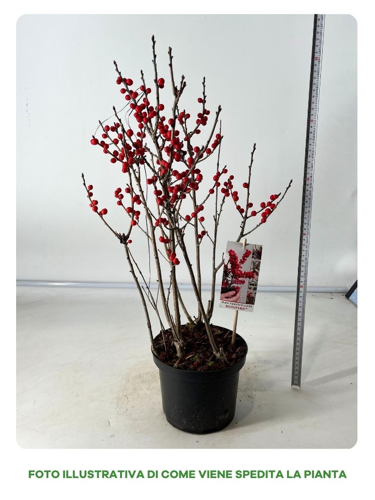 ILEX VERTICILLATA BONFIRE IN VASO DA 17CM