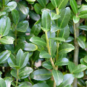 Ilex Crenata Dark Green Globo in Vaso da 22cm