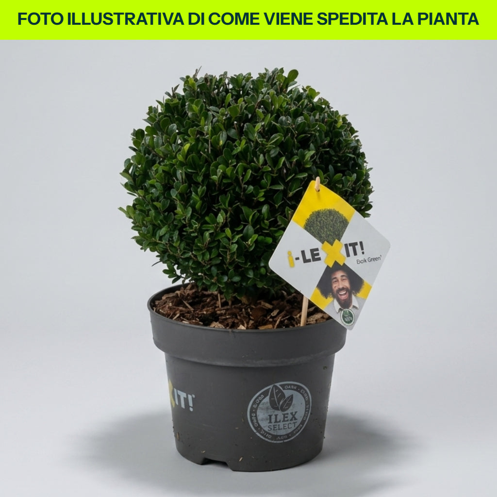 Ilex Crenata Dark Green Globo in Vaso da 22cm