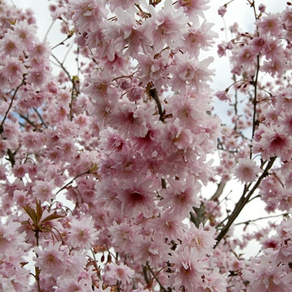 PRUNUS INCISA OSHIDORII CILIEGIO DA FIORE IN VASO 17CM