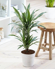 DRACENA WHITE STRIPE TRONCHETTO DELLA FELICITÀ VASO 19CM