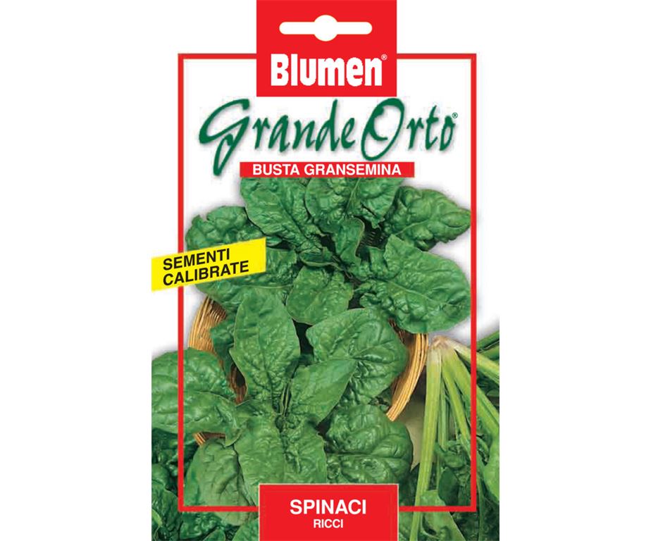 SEMI SPINACIO RICCIO