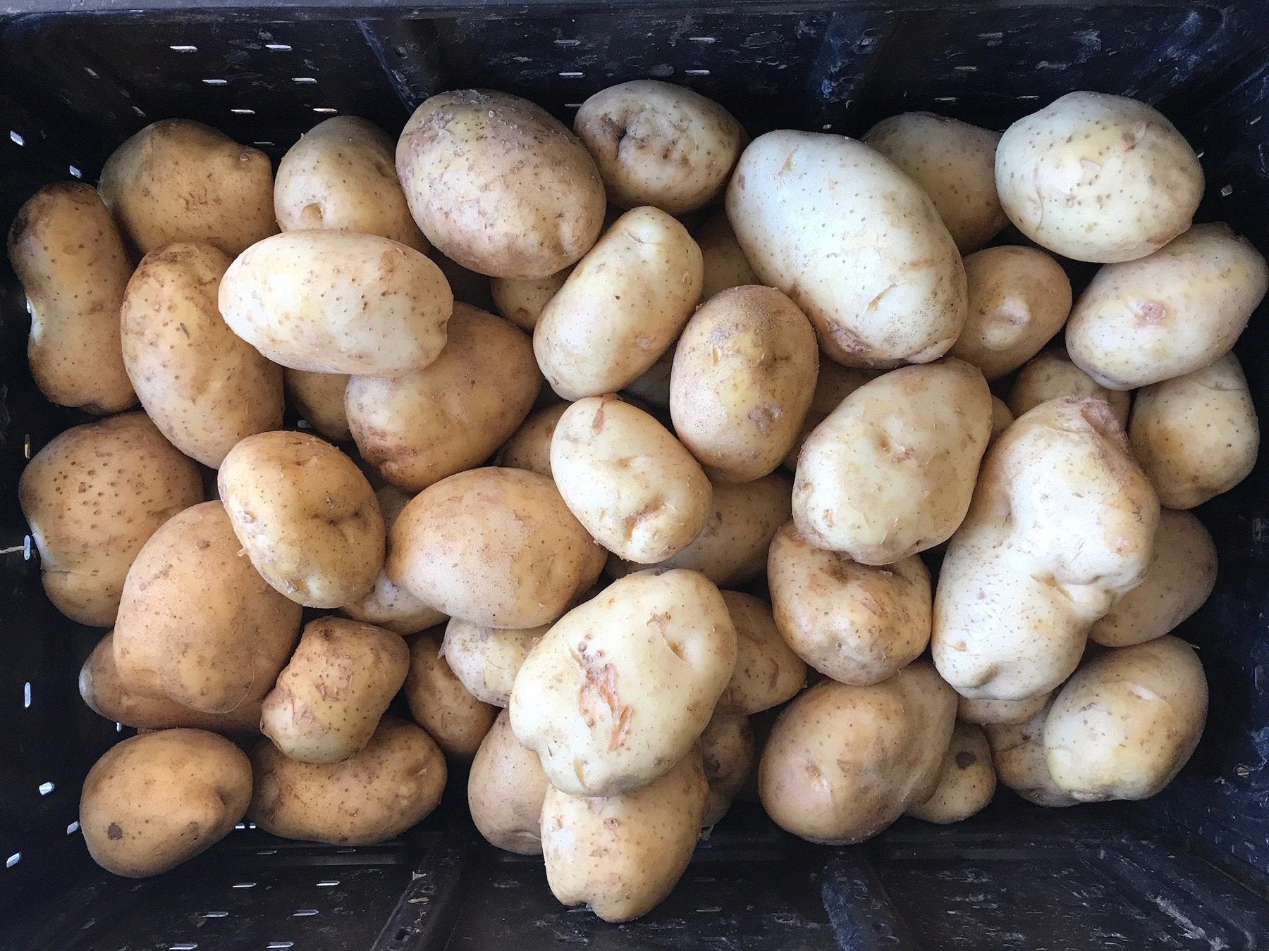 PATATE KENNEBECK DA SEMINARE (CONFEZIONE DA 1.5KG)