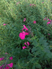 SALVIA DEL PELLEGRINO DA FIORE IN VASO 18CM