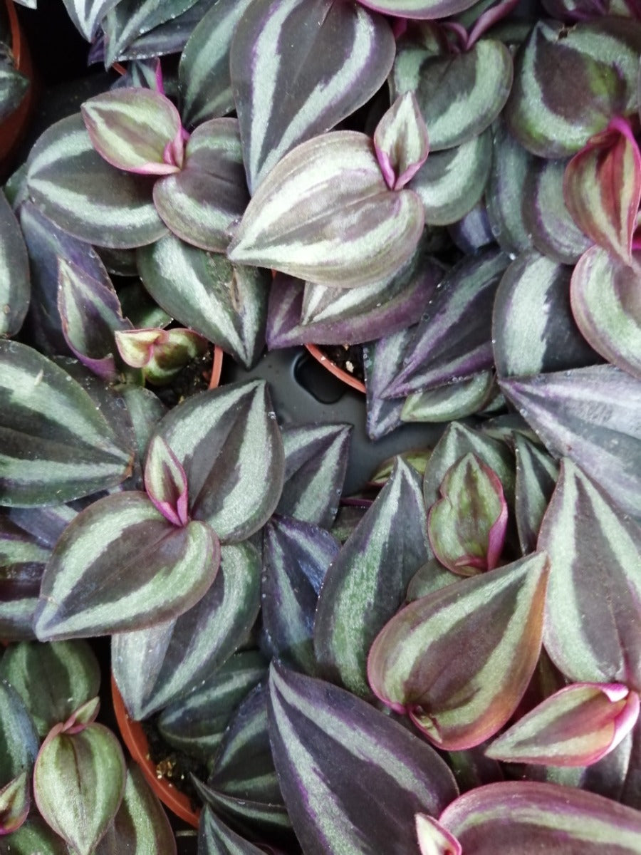 TRADESCANTIA ZEBRINA PURPLE JOY VASO 6CM