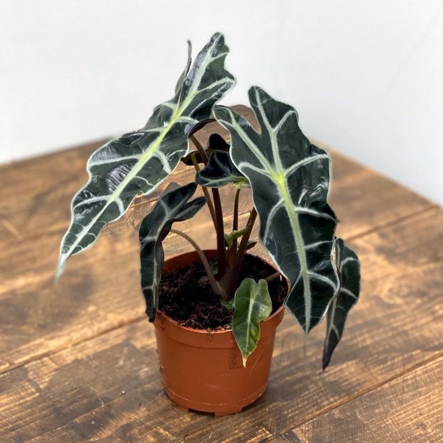 ALOCASIA POLLY ORECCHIE DA ELEFANTE VASO 17CM