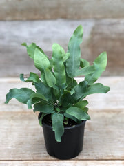PHLEBODIUM AUREUM FELCE PIEDE DI CONIGLIO VASO 17CM