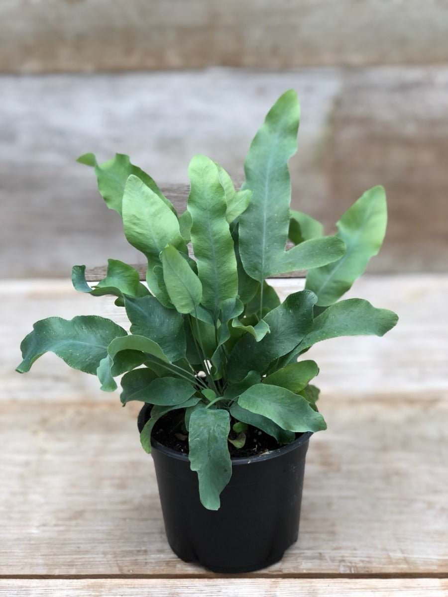 PHLEBODIUM AUREUM FELCE PIEDE DI CONIGLIO VASO 17CM