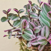 TRADESCANTIA NANOUK VASO 24CM