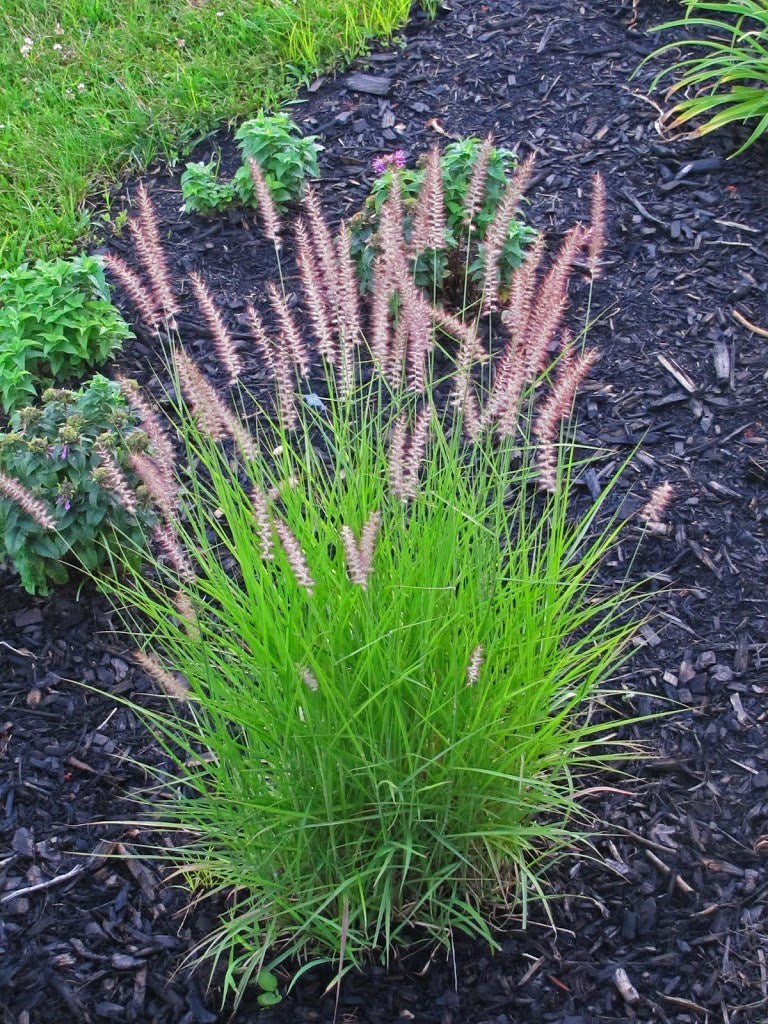 PENNISETUM KARLEY ROSE VASO 16CM
