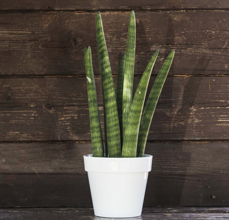 SANSEVIERIA CYLINDRICA IN MIX IN VASO 9CM