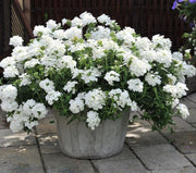 VERBENA HYBRIDA WHITE IN VASO 18CM