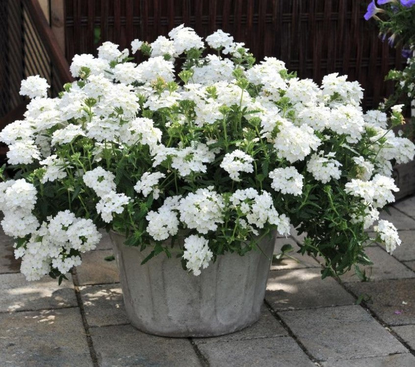 VERBENA HYBRIDA WHITE IN VASO 18CM