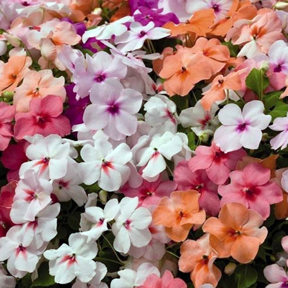IMPATIENS NUOVA GUINEA IN VASO DA 12CM COLORI ASSORTITI