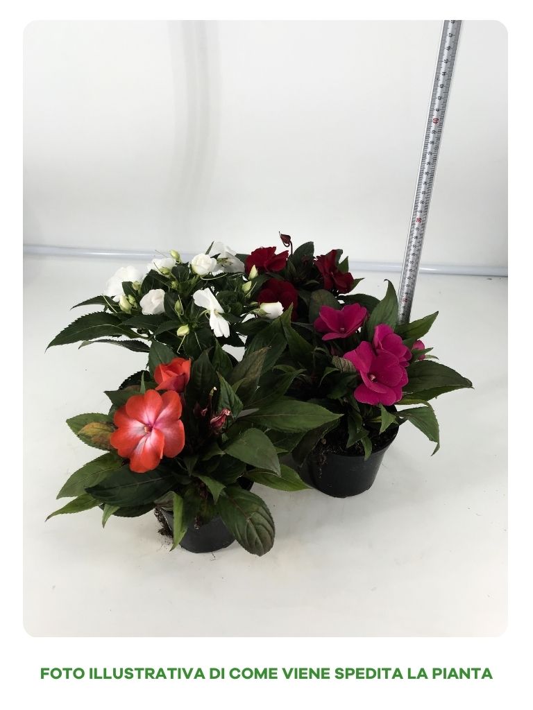 IMPATIENS NUOVA GUINEA IN VASO DA 12CM COLORI ASSORTITI
