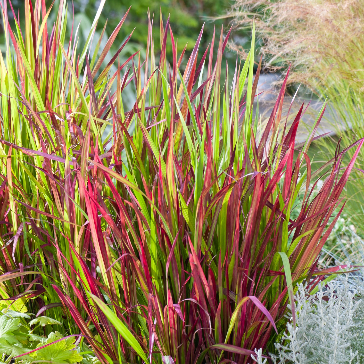 IMPERATA CYLINDRICA RED BARON VASO 14CM