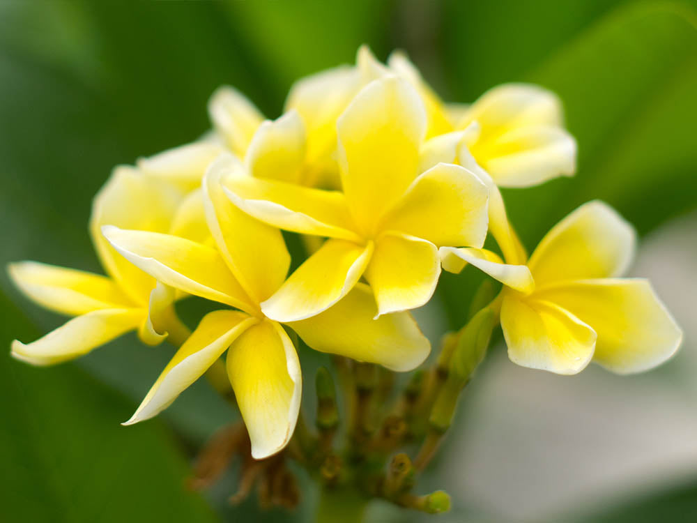 PLUMERIA POMELIA INCA GOLD IN VASO 18CM