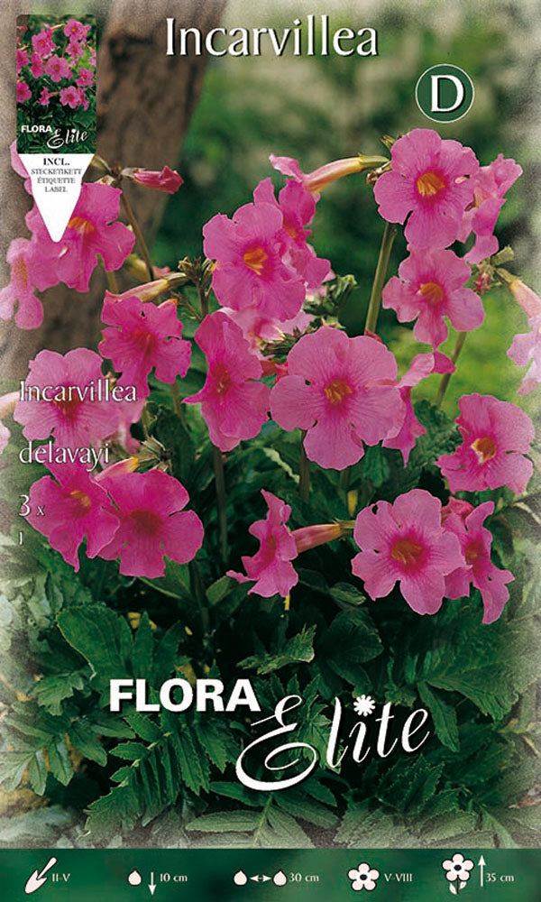 INCARVILLEA DELAVAYI (CONFEZIONE DA 3 BULBI)