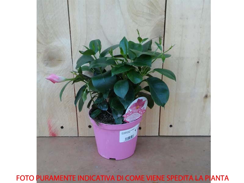 DIPLADENIA BIANCA VASO 14CM