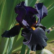IRIS GERMANICA BLACK KNIGHT IN VASO 17CM