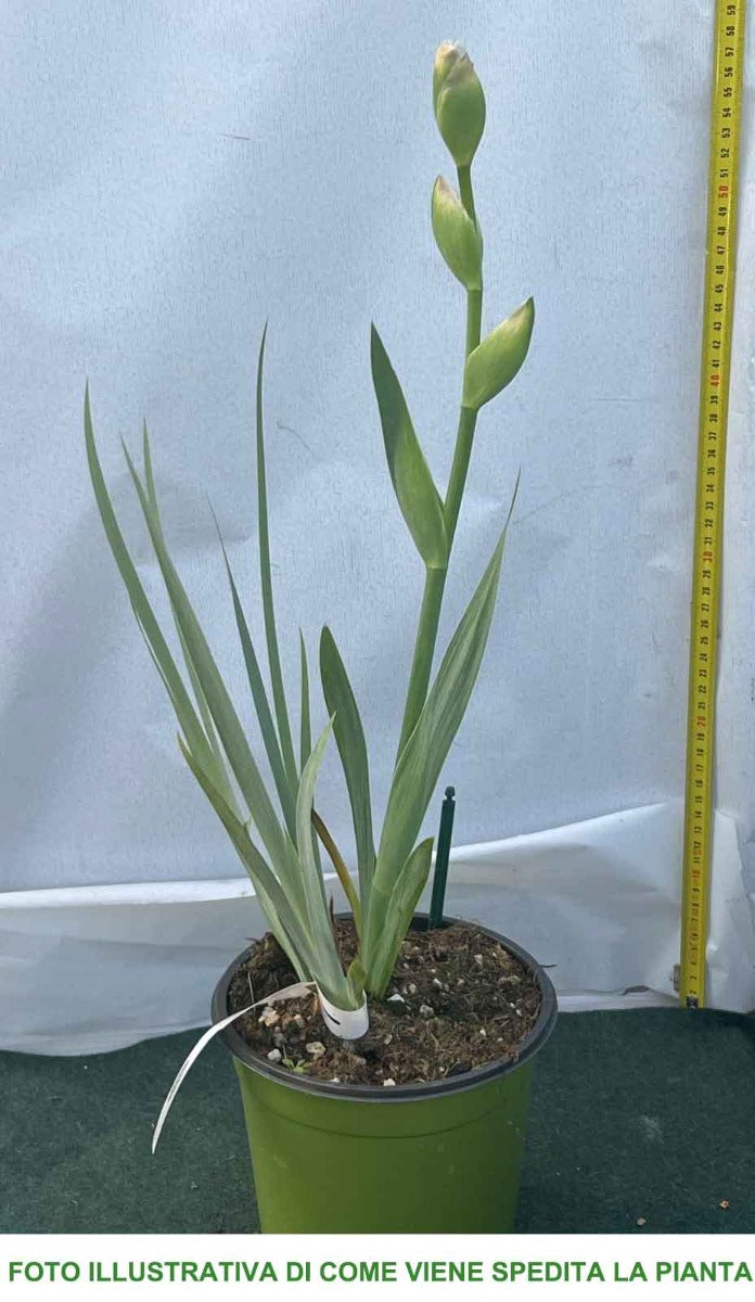 IRIS GERMANICA SULTAN PALACE IN VASO 17CM